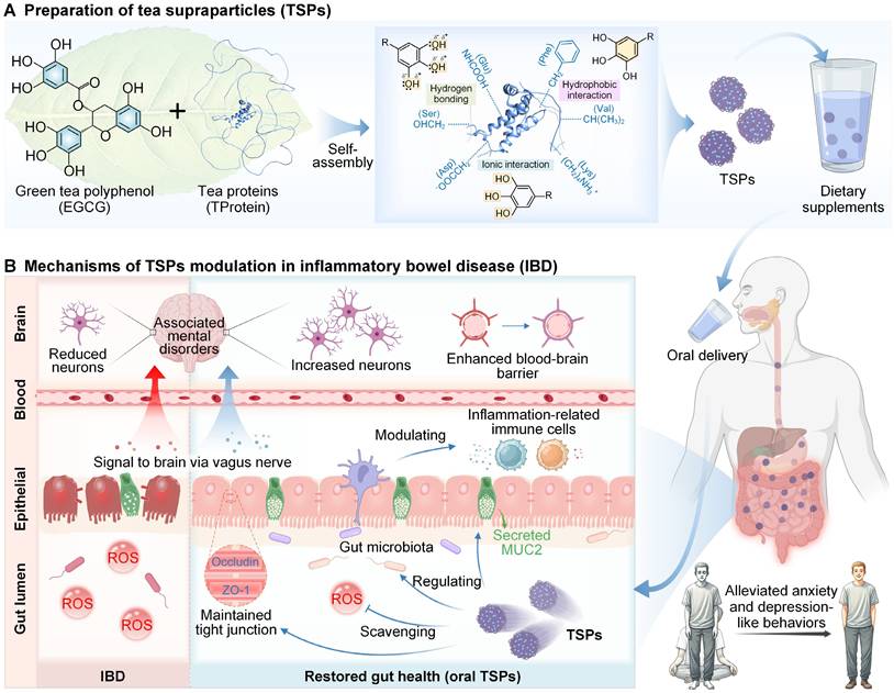 Theranostics Image