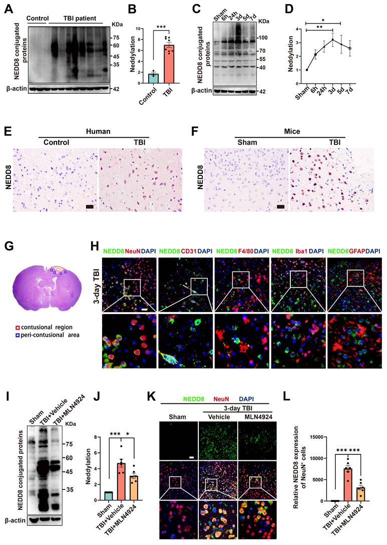 Theranostics Image