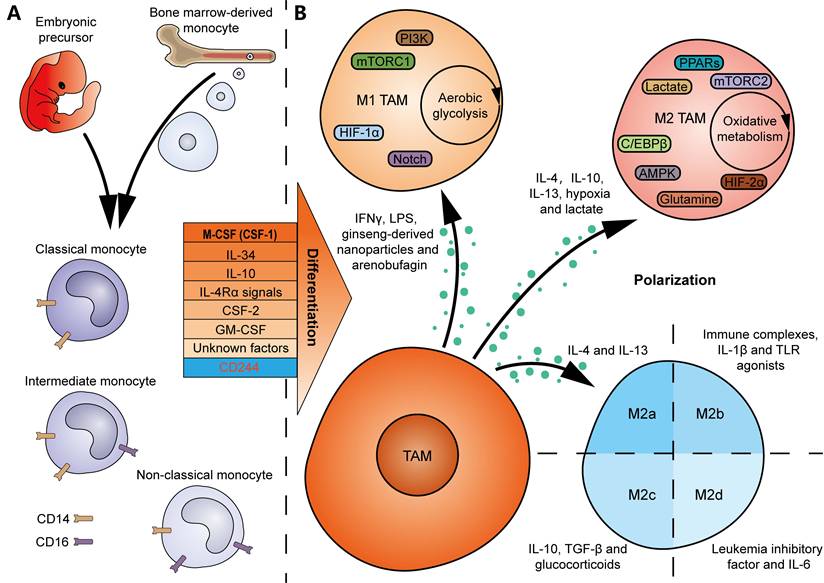 Theranostics Image
