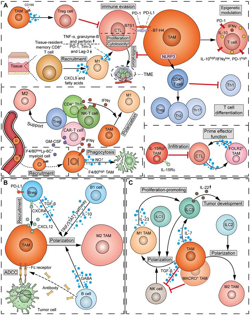 Theranostics Image