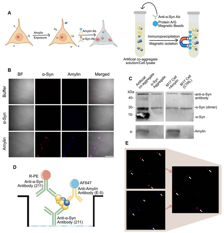 Theranostics Image