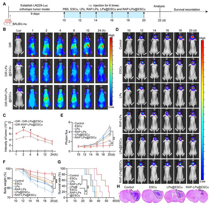 Theranostics Image