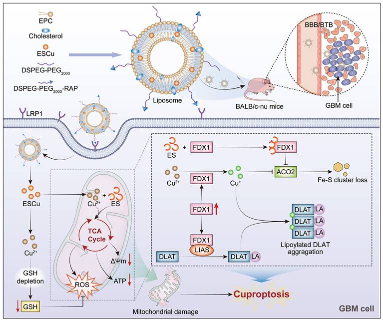 Theranostics Image