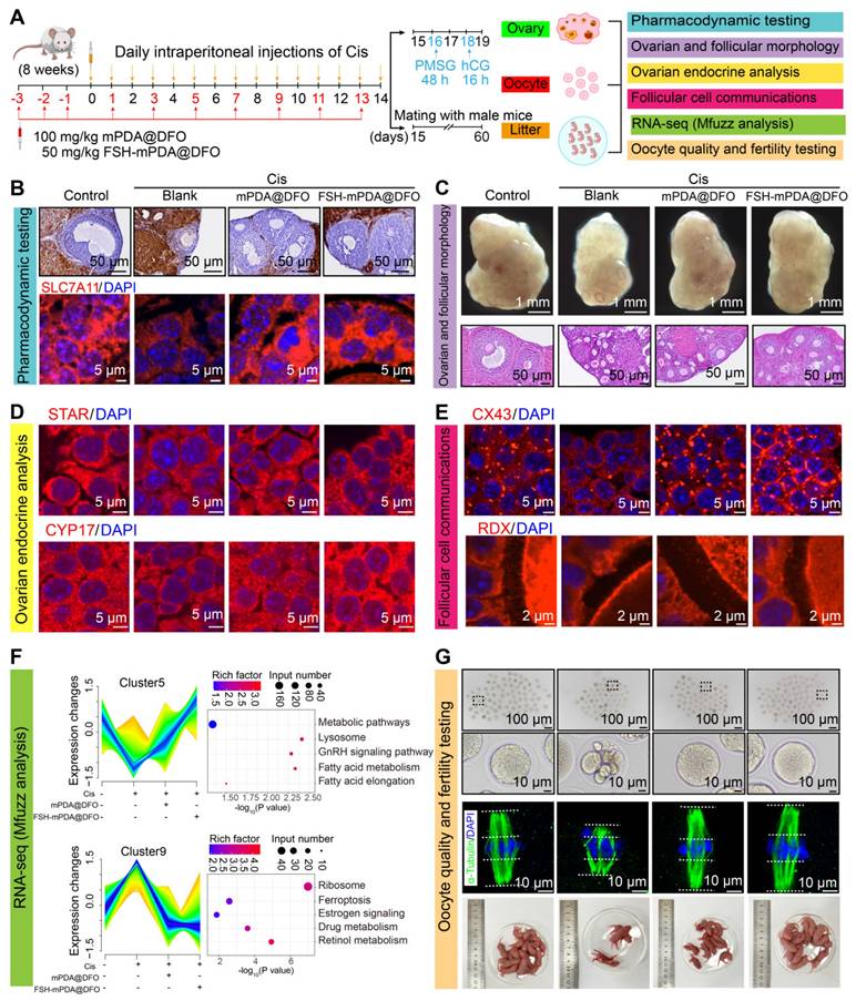 Theranostics Image