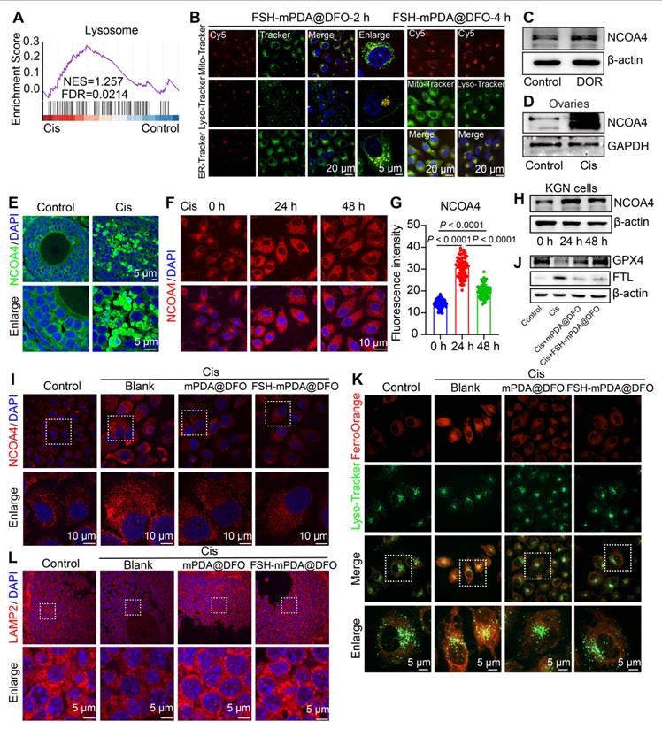 Theranostics Image