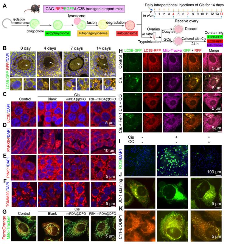 Theranostics Image