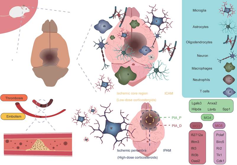 Theranostics Image