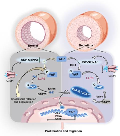 Theranostics Image
