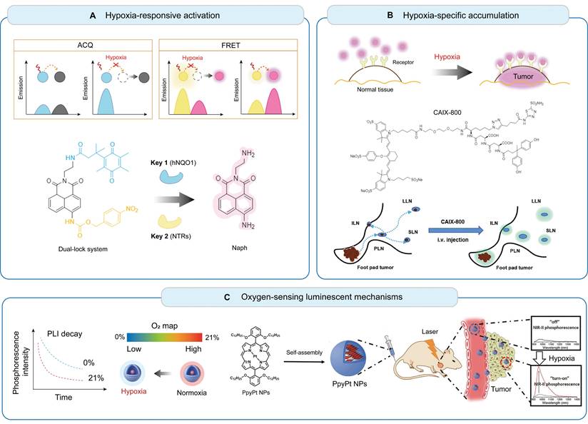 Theranostics Image