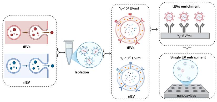 Theranostics Image