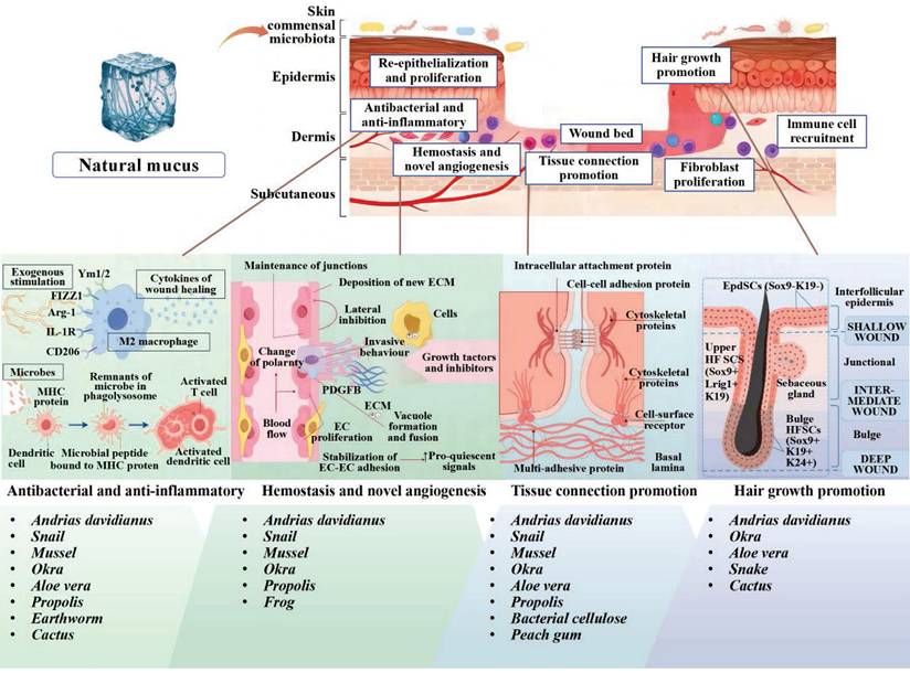 Theranostics Image