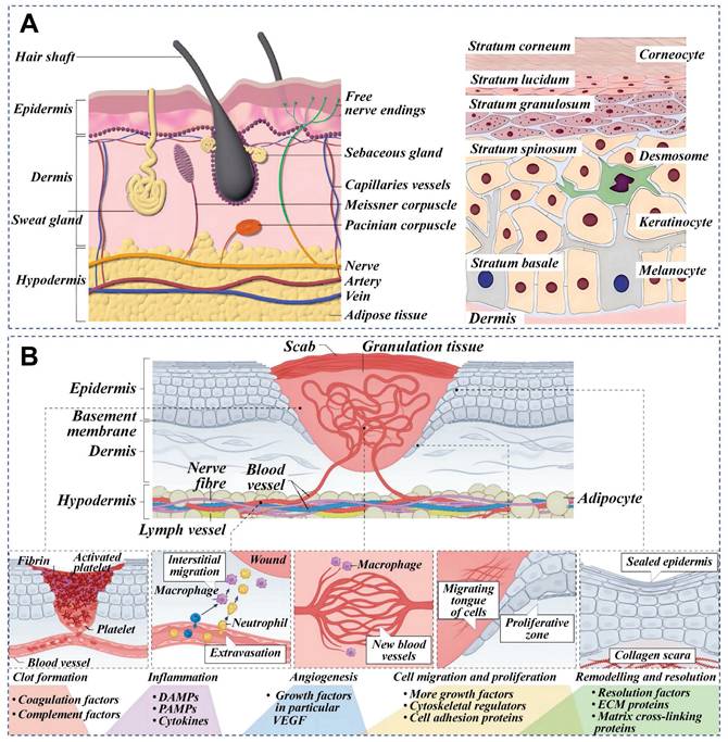 Theranostics Image