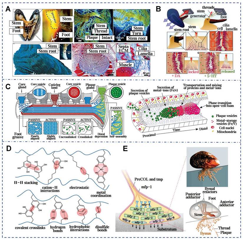 Theranostics Image