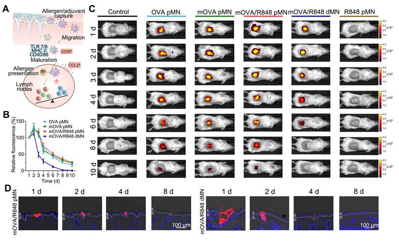 Theranostics Image