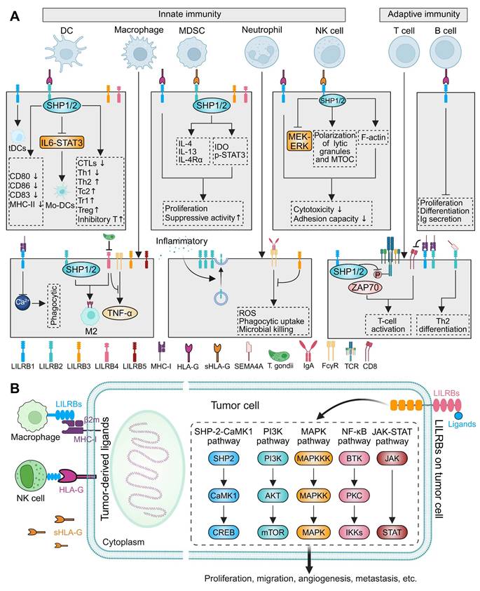 Theranostics Image