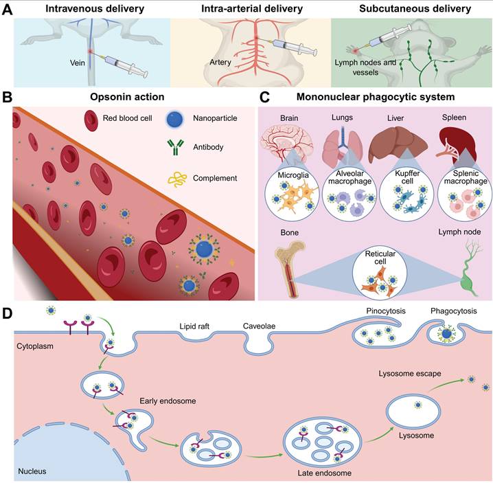 Theranostics Image