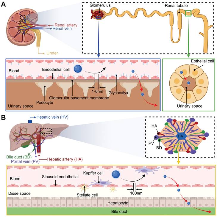 Theranostics Image