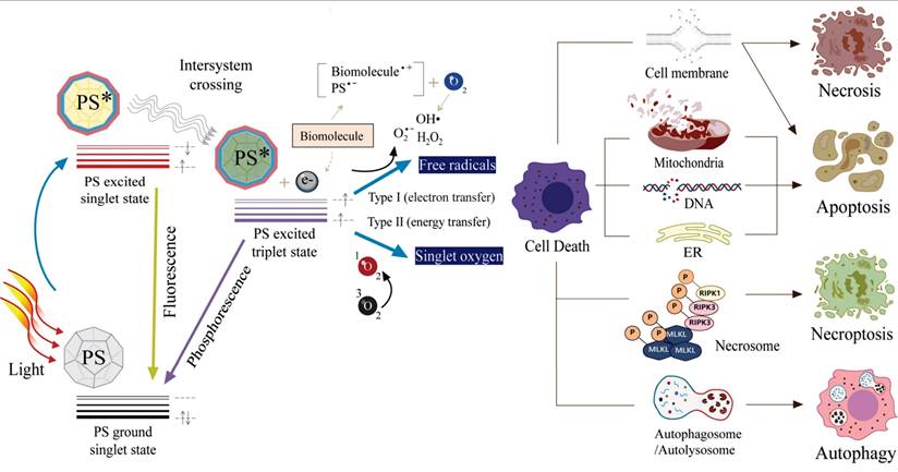 Theranostics Image