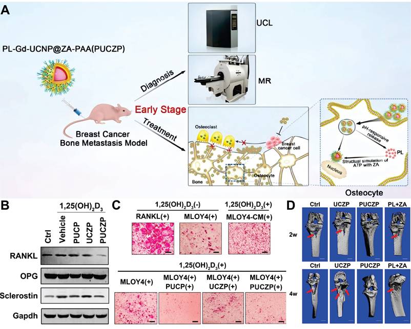 Theranostics Image