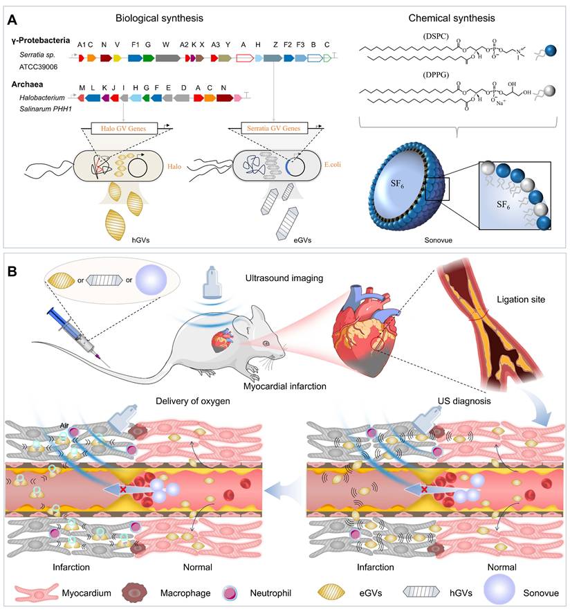 Theranostics Image