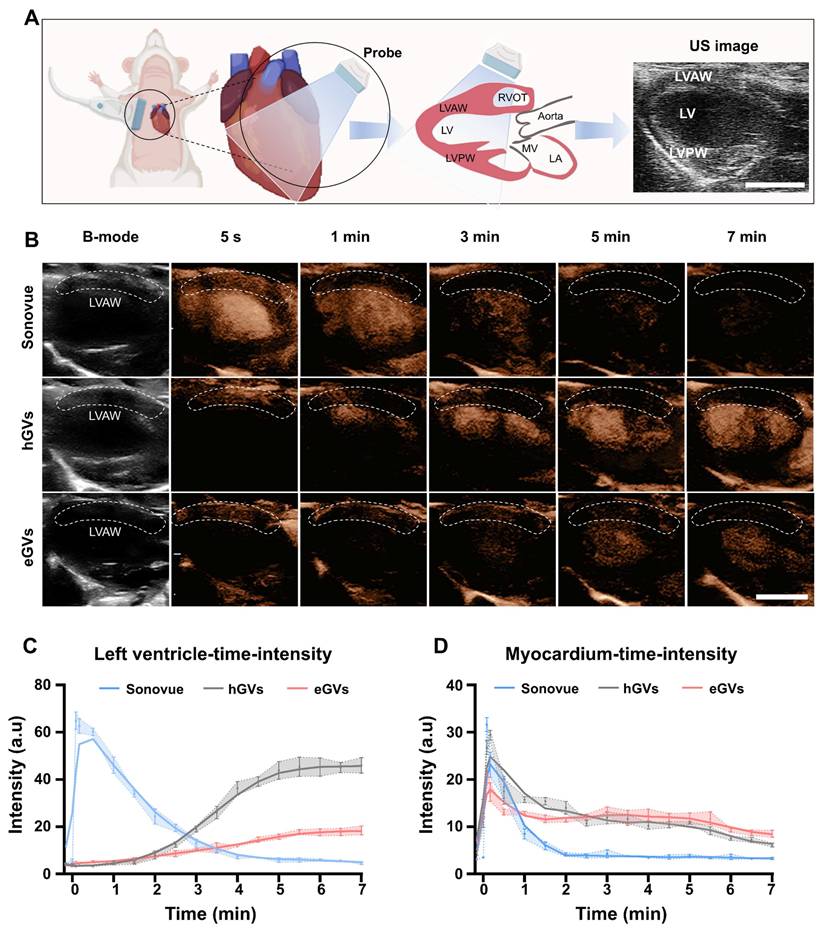 Theranostics Image