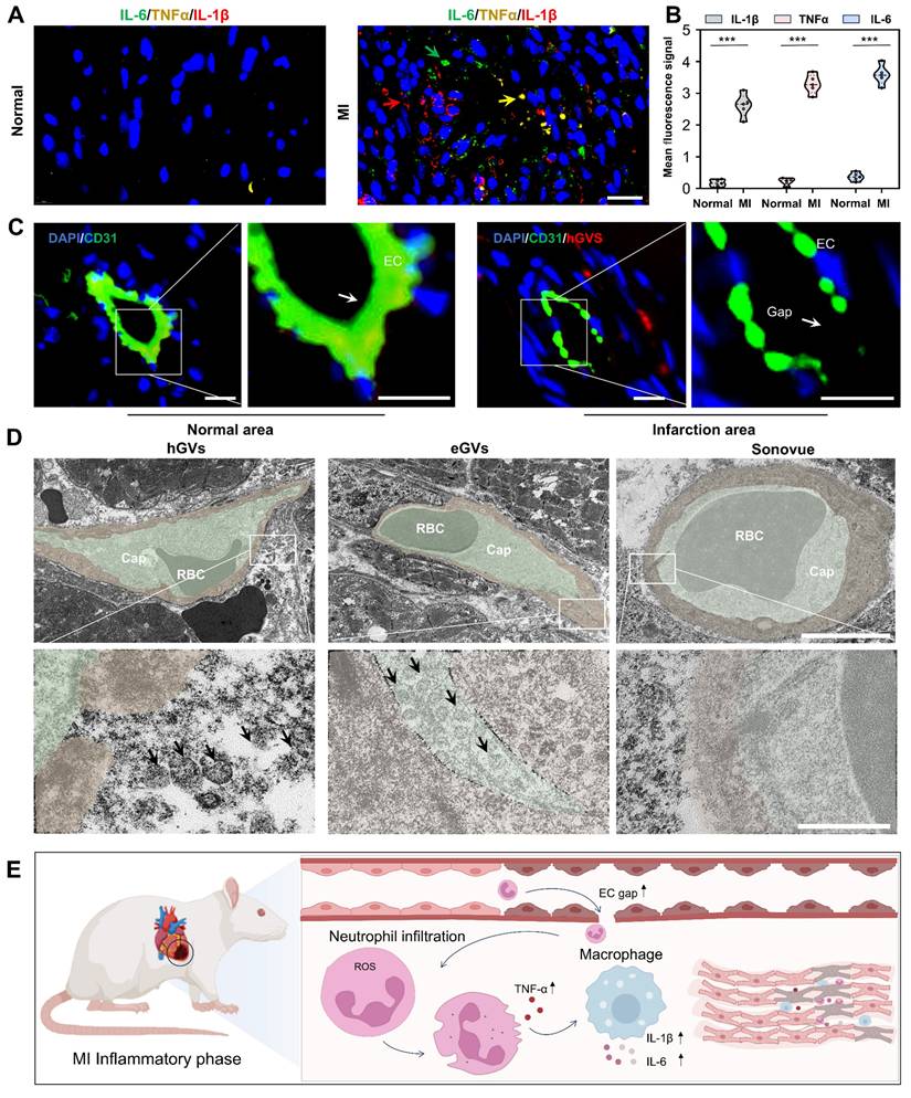 Theranostics Image