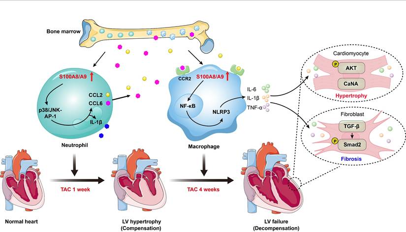 Theranostics Image