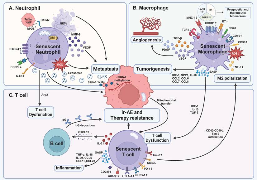 Theranostics Image