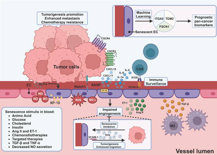 Theranostics Image