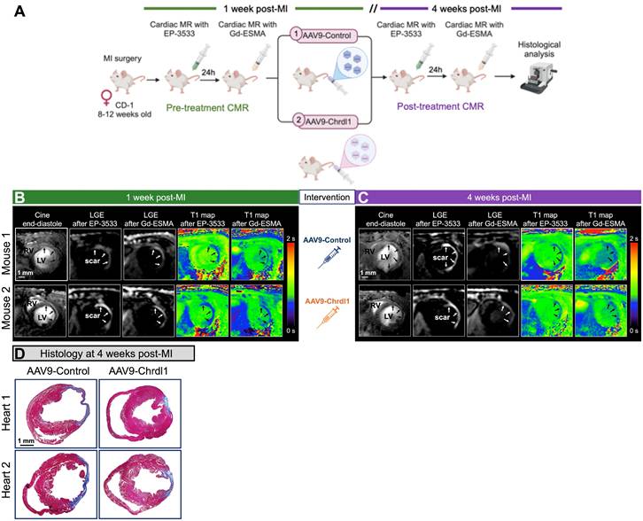 Theranostics Image