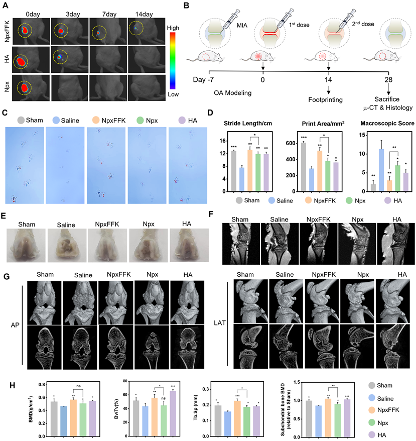 Theranostics Image