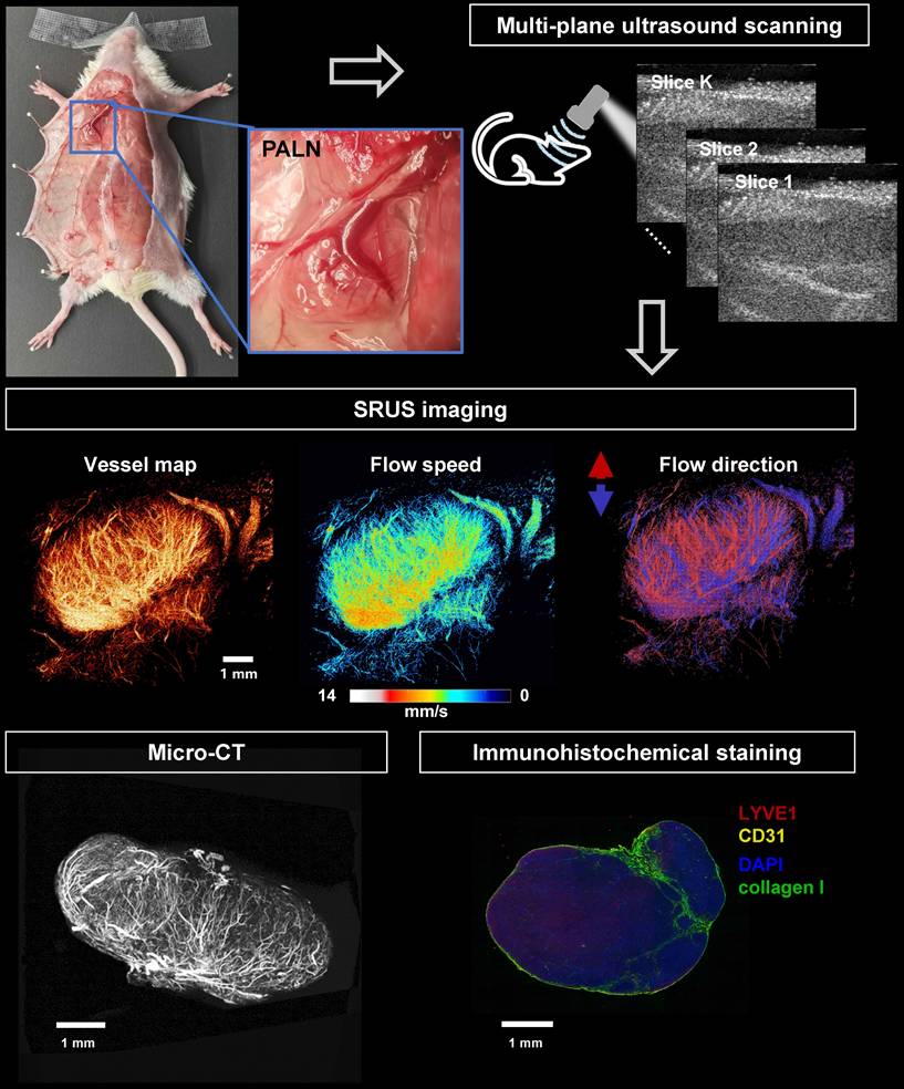 Theranostics Image