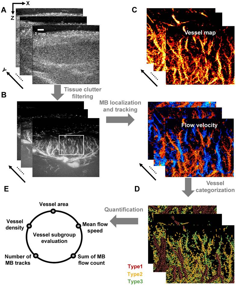 Theranostics Image