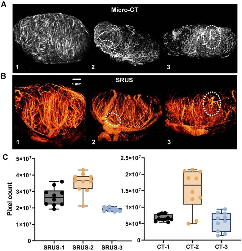 Theranostics Image