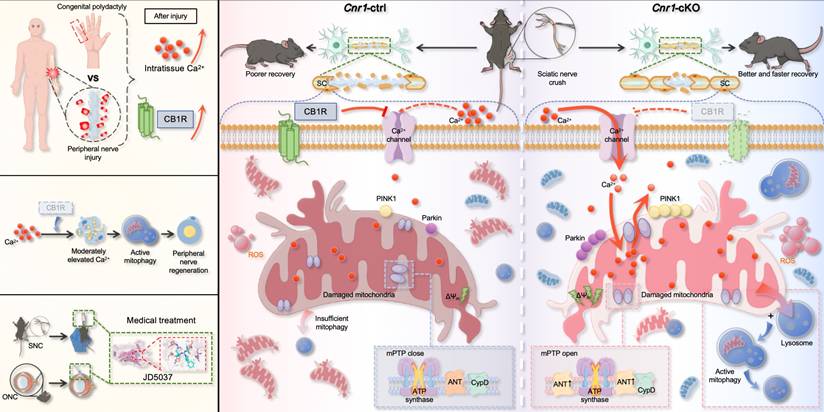 Theranostics Image