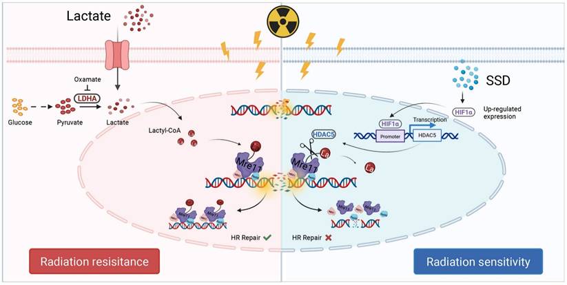Theranostics Image