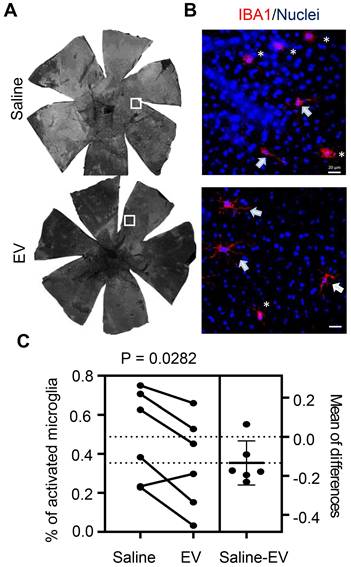 Theranostics Image