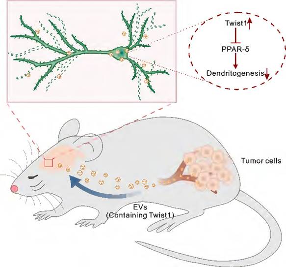 Theranostics Image