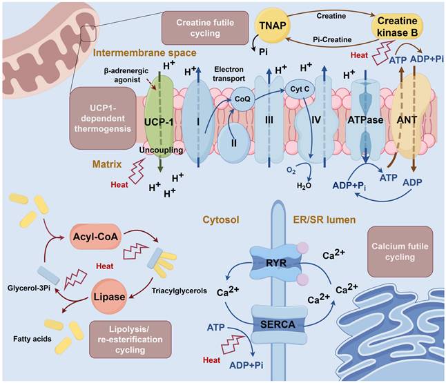 Theranostics Image
