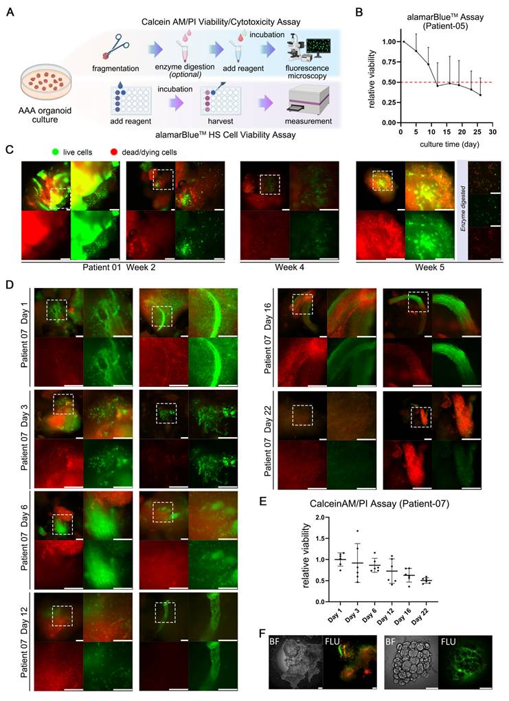 Theranostics Image