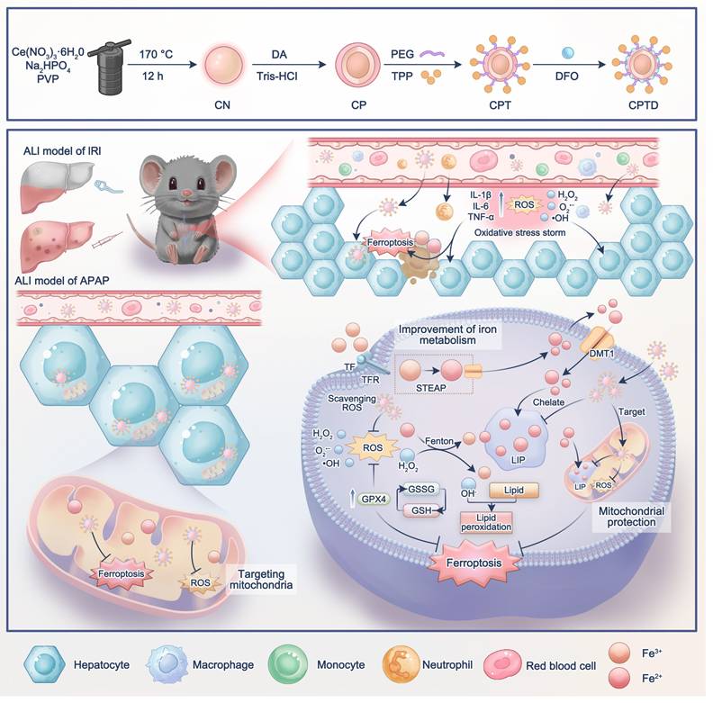 Theranostics Image