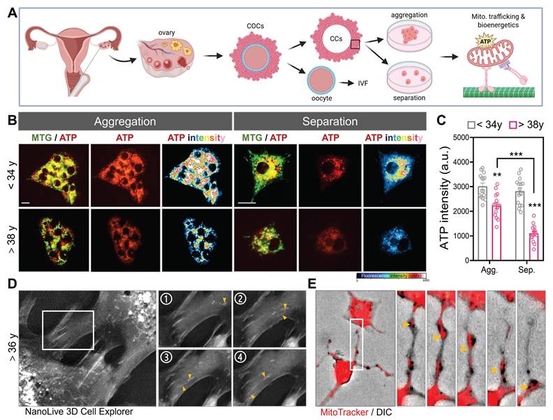 Theranostics Image