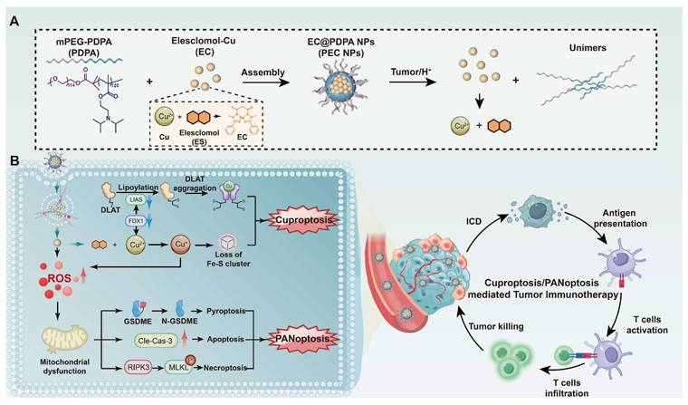 Theranostics Image