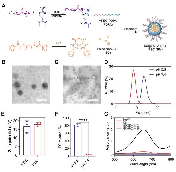 Theranostics Image