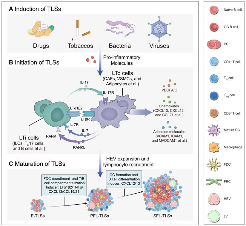 Theranostics Image