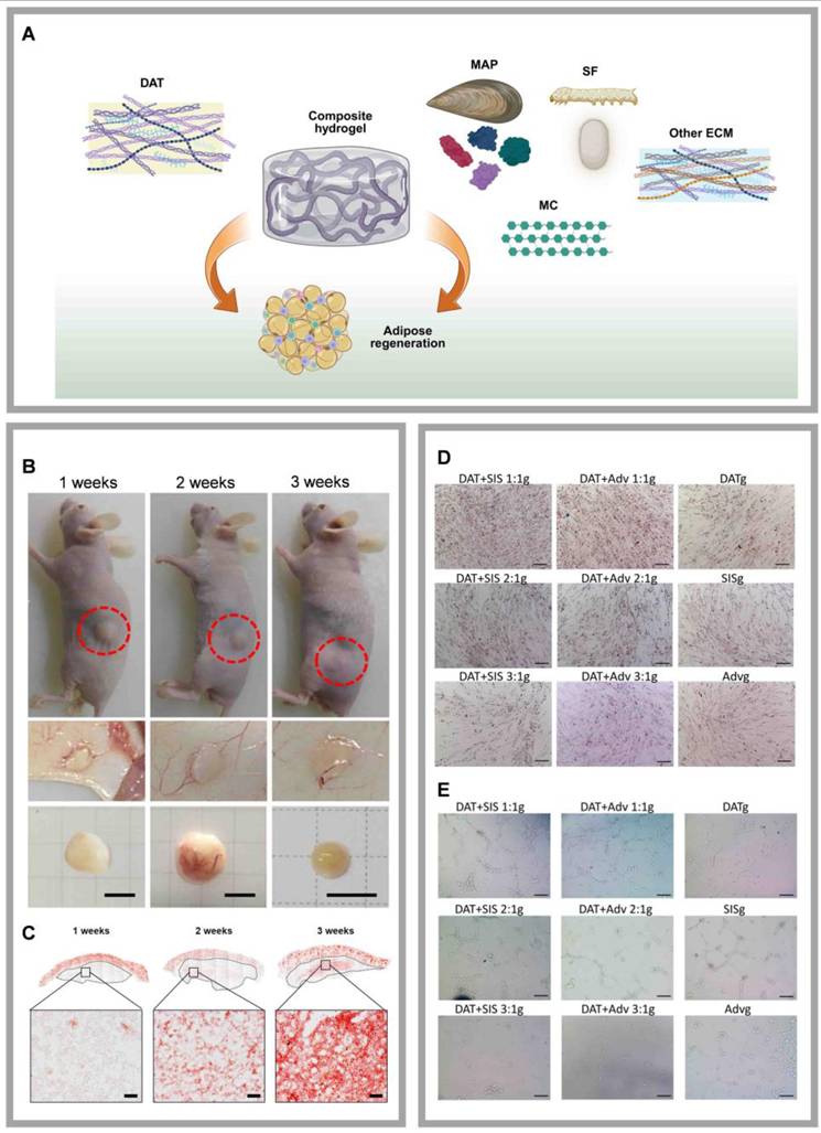 Theranostics Image