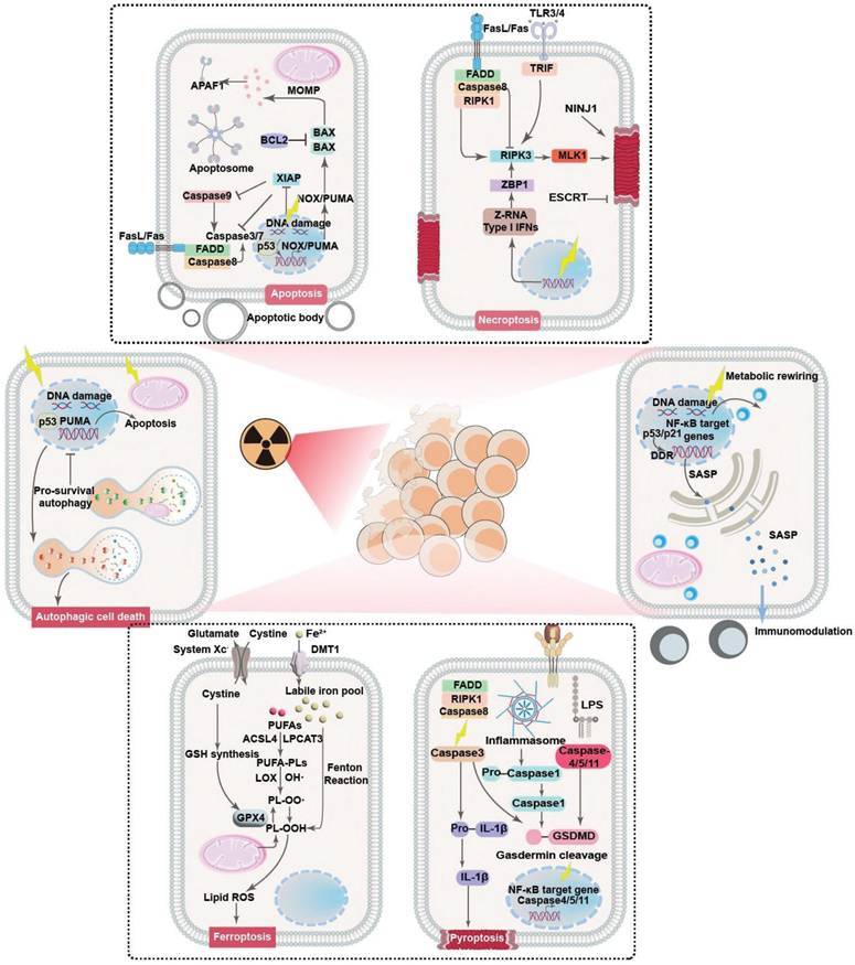 Theranostics Image