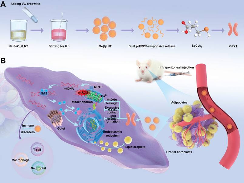 Theranostics Image