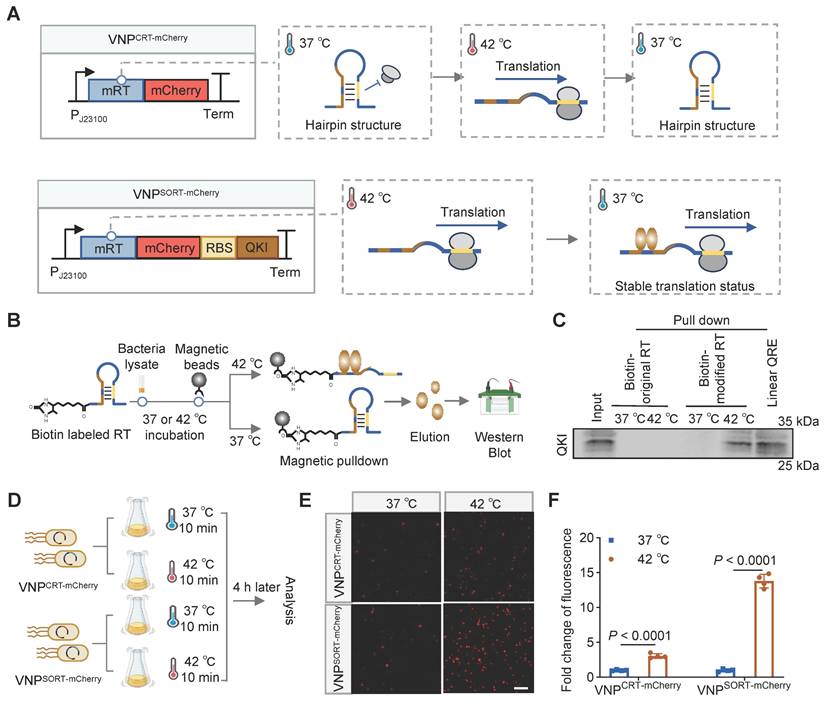 Theranostics Image