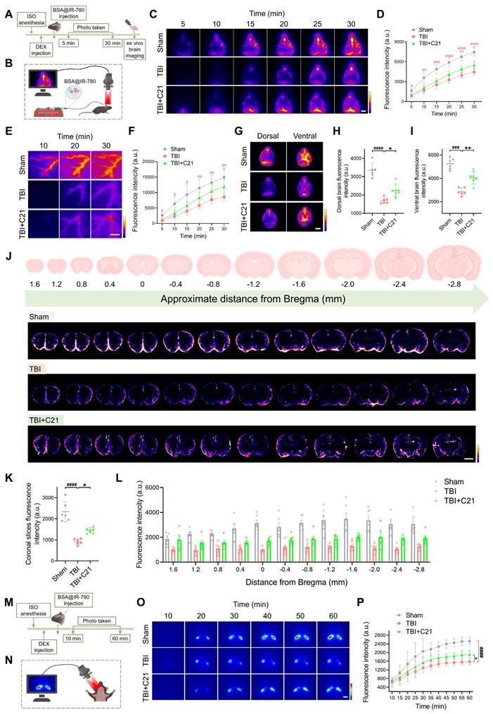 Theranostics Image